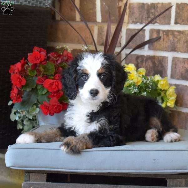 Lexi, Mini Bernedoodle Puppy