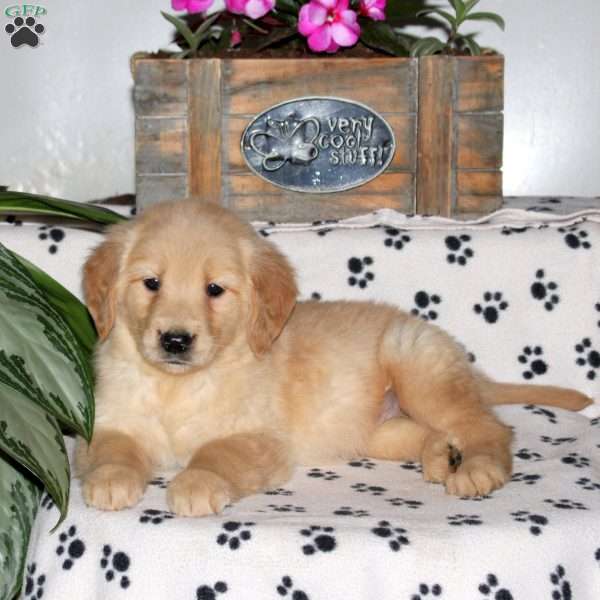 Lexi, Golden Retriever Puppy