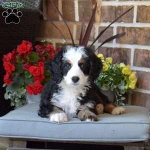 Lexi, Mini Bernedoodle Puppy