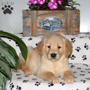 Lexi, Golden Retriever Puppy