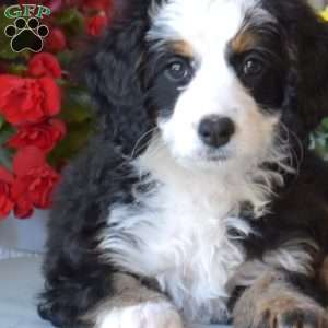 Lexi, Mini Bernedoodle Puppy