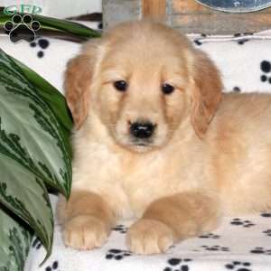 Lexi, Golden Retriever Puppy