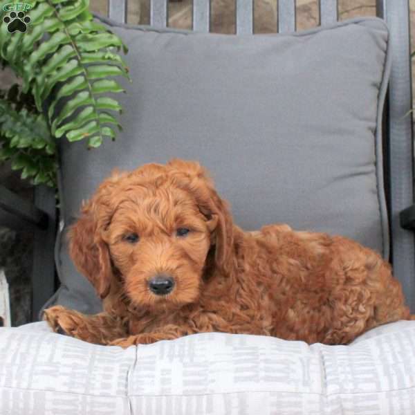 Liam, Mini Goldendoodle Puppy