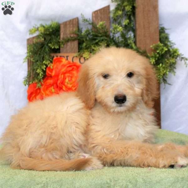 Liam, Goldendoodle Puppy
