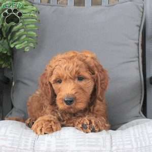 Liam, Mini Goldendoodle Puppy