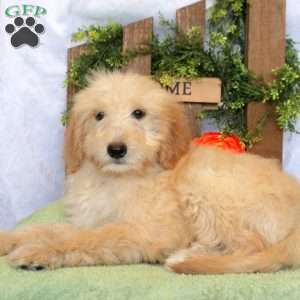 Liam, Goldendoodle Puppy