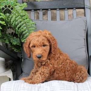 Liam, Mini Goldendoodle Puppy