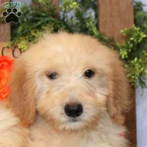 Liam, Goldendoodle Puppy