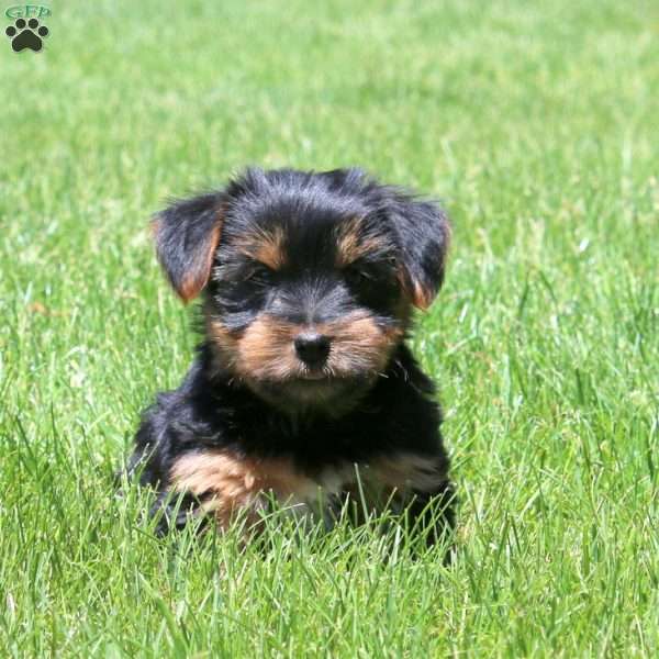 Licorice, Yorkie Puppy