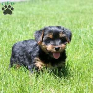 Licorice, Yorkie Puppy
