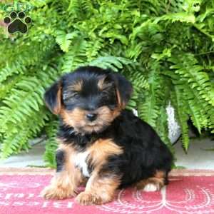 Licorice, Yorkie Puppy