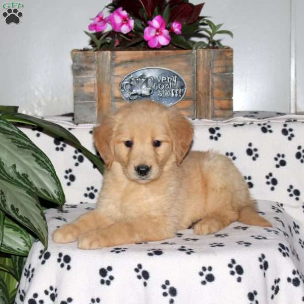Lila, Golden Retriever Puppy