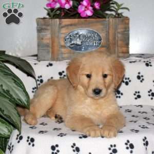 Lila, Golden Retriever Puppy