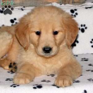 Lila, Golden Retriever Puppy