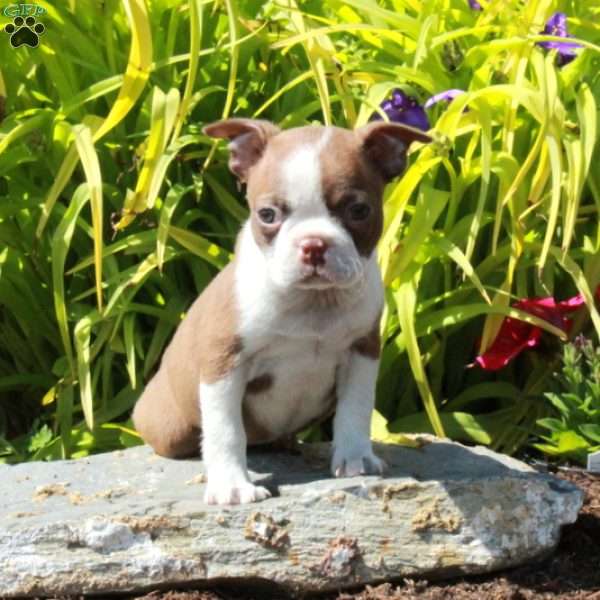 Lilac, Boston Terrier Puppy