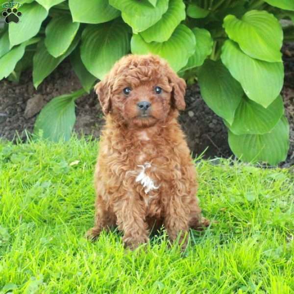 Lilac, Miniature Poodle Puppy