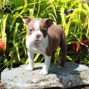 Lacey, Boston Terrier Puppy