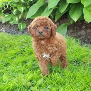 Lilac, Miniature Poodle Puppy