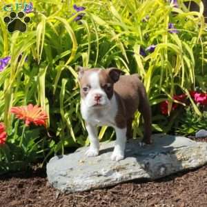 Lilac, Boston Terrier Puppy