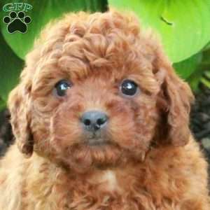 Lilac, Miniature Poodle Puppy