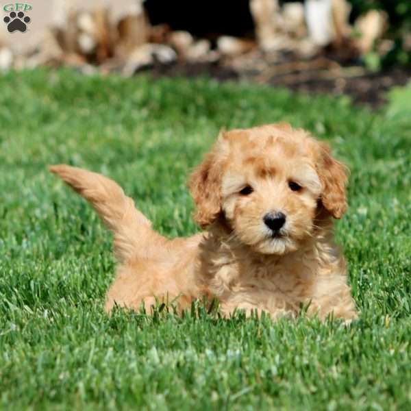 Lilac, Mini Goldendoodle Puppy