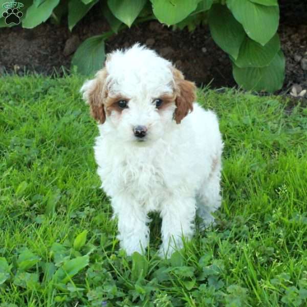 Lilly, Miniature Poodle Puppy