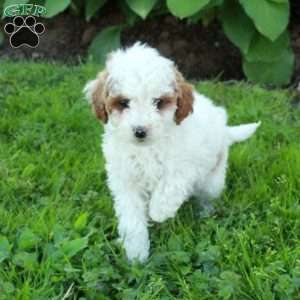 Lilly, Miniature Poodle Puppy