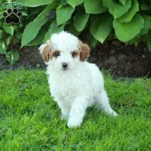 Lilly, Miniature Poodle Puppy