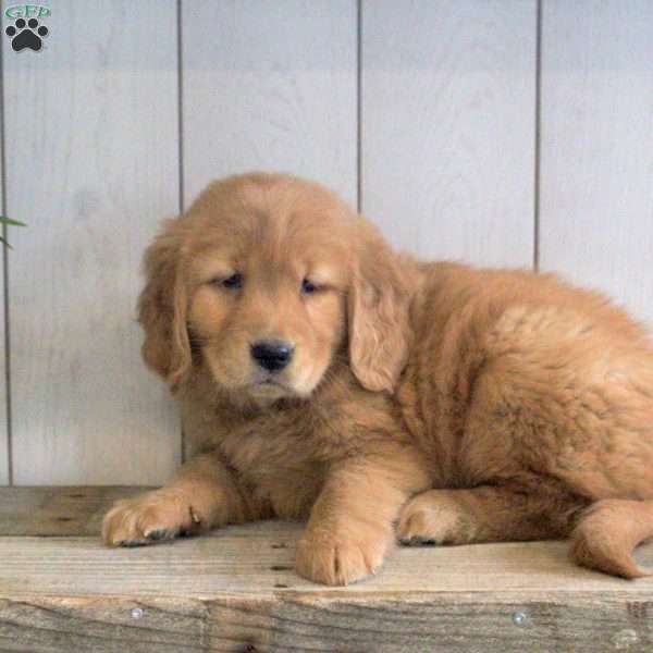 Lily, Golden Retriever Puppy