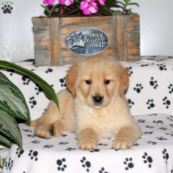 Lily, Golden Retriever Puppy