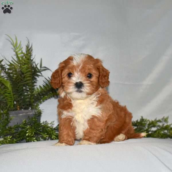 Lily, Cavapoo Puppy