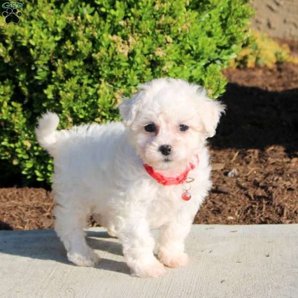 Lily, Bichon Frise Puppy