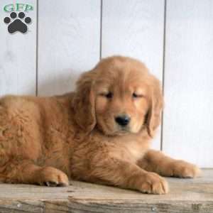 Lily, Golden Retriever Puppy