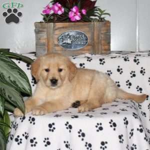 Lily, Golden Retriever Puppy