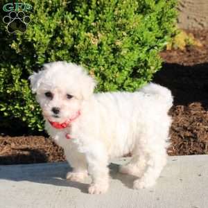 Lily, Bichon Frise Puppy