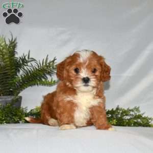 Lily, Cavapoo Puppy