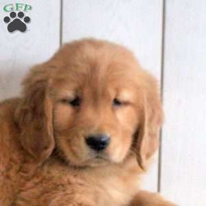 Lily, Golden Retriever Puppy