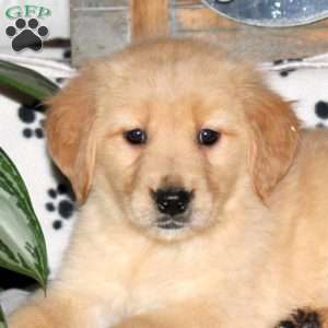 Lily, Golden Retriever Puppy