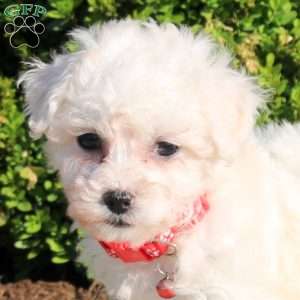 Lily, Bichon Frise Puppy