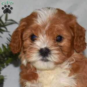 Lily, Cavapoo Puppy