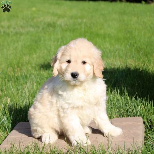 Link, Mini Goldendoodle Puppy
