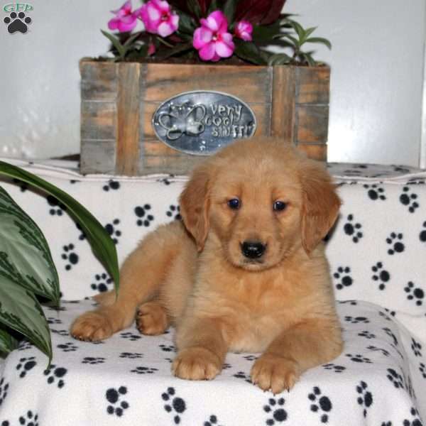 Link, Golden Retriever Puppy