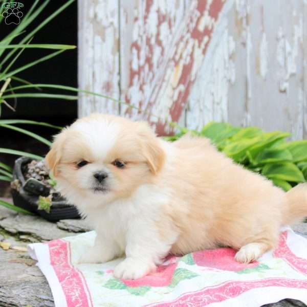 Link, Pekingese Puppy