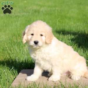 Link, Mini Goldendoodle Puppy