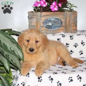 Link, Golden Retriever Puppy