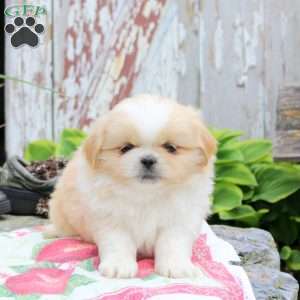 Link, Pekingese Puppy