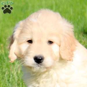 Link, Mini Goldendoodle Puppy