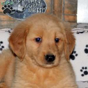 Link, Golden Retriever Puppy