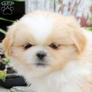 Link, Pekingese Puppy