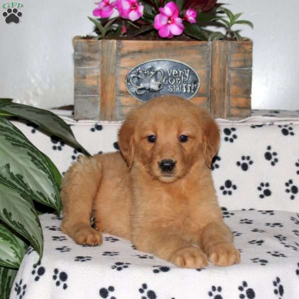 Lisette, Golden Retriever Puppy